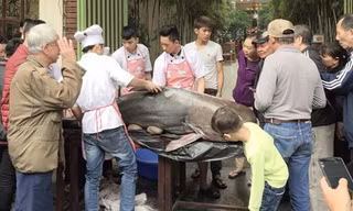 Gây quỹ từ thiện từ “thủy quái” sông Mê Kong 