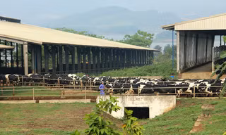 Ngắm toàn cảnh trại bò sữa lớn nhất Châu Á của TH true MILK 