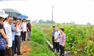 Ứng dụng tiến bộ khoa học kỹ thuật trong sản xuất một số cây trồng vụ đông