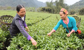 Hướng dẫn nghiệp vụ cho vay trồng rừng sản xuất, chăn nuôi