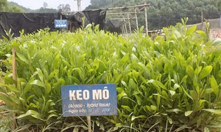 Giống cây cung cấp cho các hộ dân trồng rừng là loại giống được kiểm soát, đảm bảo chất lượng lượng