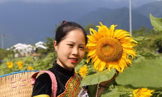 Lạc bước chẳng muốn về ở đồi hoa hướng dương