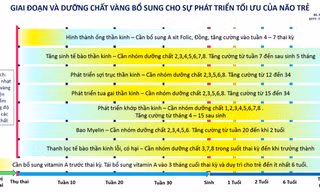 Dinh dưỡng vàng cho phát triển tối ưu não bộ trong những năm tháng đầu