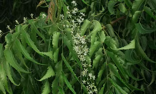 Hoa sầu đâu trắng xanh, lá xanh sẫm, mọc đối xứng