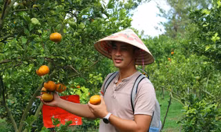 Quýt hồng năm nay được dự báo khan hiếm hàng phục vụ Tết