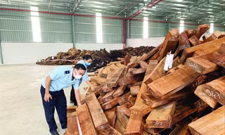 Lực lượng Hải quan TPHCM kiểm tra tang vật gỗ nhập lậu qua cảng Cát Lái 