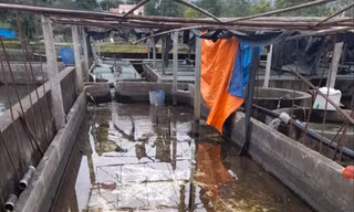 Những bể cá tầm phải bỏ hoang vì người nuôi thua lỗ