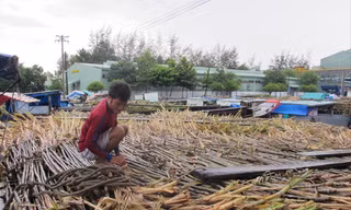 Ngành mía đường đang rơi vào tình cảnh rất khó khăn, nhiều nhà máy nguy cơ đóng cửa