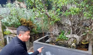 Cây sanh của nhà ông Nguyễn Khắc T. có thời điểm được trả 250 cây vàng. Ảnh: MĐ 