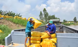 Nông dân vác lúa xuống ghe ẢNH: HÒA HỘI 