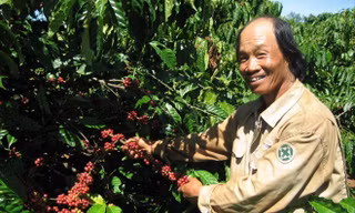 Người dân tỉnh Đắk Lắk thu hoạch cà phê