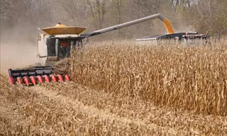 Ngô được thu hoạch từ một cánh đồng ở Hodgen Farm ở Roachdale, Indiana, Mỹ ngày 29/10/2019Ảnh: REUTERS