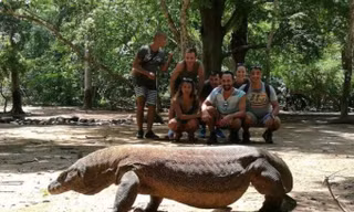 Quốc gia duy nhất nào có thể ngắm rồng Komodo trong tự nhiên?