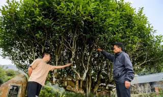 Cây chè Shan tuyết cổ thụ 500 tuổi, giá hơn 6 tỷ đồng vẫn không bán