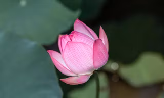 Tháng Năm này, về chiêm ngưỡng sắc hương hoa sen ở quê Bác.