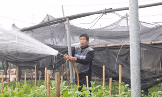 Người trồng hoa, buôn hoa Tết lo ế vì dịch COVID-19