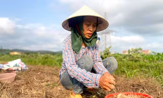Nghệ An: Giá chạm đáy, hàng trăm hecta hành tăm chịu cảnh 'nằm ruộng'