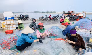 Được mùa cá cháo, ngư dân Hà Tĩnh thu tiền triệu mỗi chuyến ra khơi