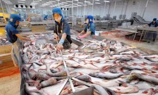 Doanh nghiệp xuất khẩu thuỷ sản lo bị thuế phạt oan vì lô hàng bị trả lại. Ảnh minh hoạ.