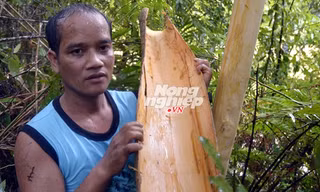 Vỏ cây Pachac.
