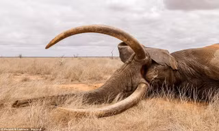 Voi khổng lồ đổ gục vì trúng tên độc ở Kenya