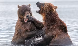 Cặp gấu nâu Kamchatka khổng lồ quyết chiến ác liệt dưới hồ nước lạnh trong khu bảo tồn thiên nhiên Kronotsky ở Nga. 