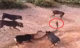 Chó nhà 'xé xác' rắn hổ mang chúa khổng lồ