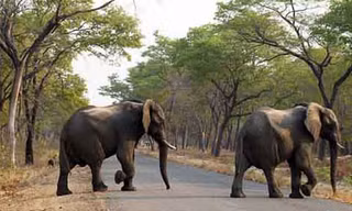 Nhà chức trách Zimbabwe cảnh báo số lượng voi bị giết hại đang tăng lên. Ảnh minh họa: AP.
