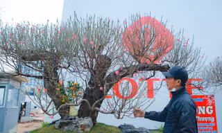 Đào rừng cổ thụ hơn trăm triệu xuống phố Hà Nội