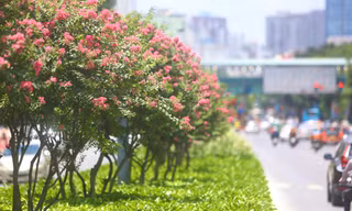 Thay thế phong lá đỏ, đường hoa tường vi nở rộ, khoe sắc giữa phố Hà Nội
