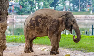 Cận cảnh hai chú voi 'sống khổ' với xiềng xích ở vườn thú Hà Nội