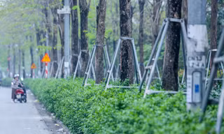 Hàng loạt cây xanh ở Hà Nội bị 'siết cổ' bởi gông sắt