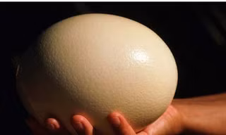 Lấy trứng ném vợ, ngồi tù sáu tháng