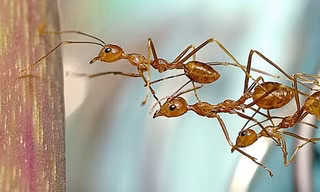 Ngộ nghĩnh, tình đoàn kết tuyệt vời của loài vật