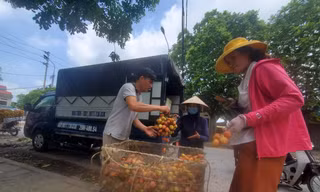 Xe vận chuyển vải thiều đi tiêu thụ sẽ không bị dừng kiểm tra