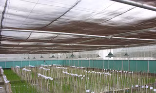 Gạo vàng giúp tránh bệnh mù lòa