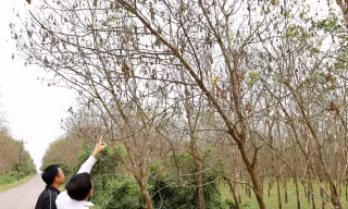 Hàng nghìn hecta cao su ở Quảng Bình đang vào vụ thu hoạch bỗng xuất hiện bệnh ‘lạ’ 