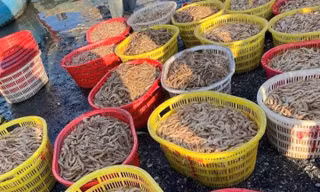 Ngư dân Quảng Bình trúng đậm tôm biển những ngày cuối năm
