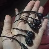 Mật khỉ - một trong những thứ trẻ sơ sinh thường được sản phụ cho uống nhằm phòng ngừa một số bệnh theo dân gian truyền miệng (Ảnh minh họa).
