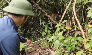 Thả chim ưng Ấn Độ và loạt động vật 'sách đỏ' về môi trường tự nhiên 