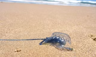 Một sinh vật có tên địa phương là Bluebottles. Ảnh: Twitter.