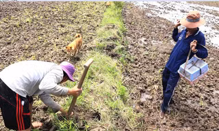 Săn chuột đồng kiếm tiền triệu mỗi ngày.