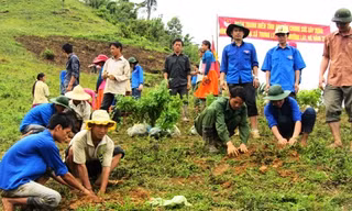 Thanh niên tình nguyện hỗ trợ bà con đồng bào dân tộc trồng rừng (ảnh ML)