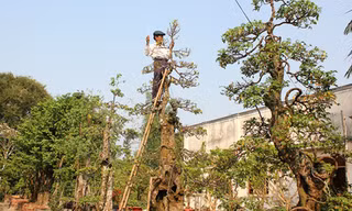 Vườn kiểng độc của chủ nhân cặp khế 7 tỷ đồng