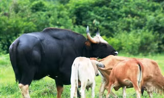 Bò tót si tình... đã chết