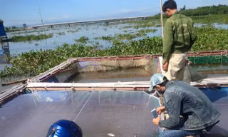 Cá chết khi vào mùa thu hoạch, người dân nghèo Hộ Độ trắng tay. 
