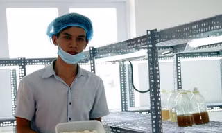 Nam sinh bán vé số dạo trồng thành công đông trùng hạ thảo