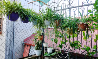 Điểm danh loại cây hoa đẹp cứ cắm xuống là mọc