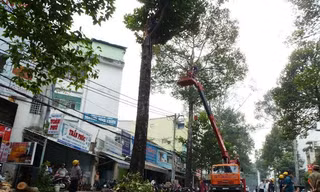 Hiện trường nhánh cây bị gãy làm hai người bị thương. Ảnh: Đông Sơn