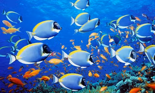 Nếu muối trong nước biển được tách ra sẽ tạo thành một lớp dày tới 152 mét trải đều khắp các lục địa.